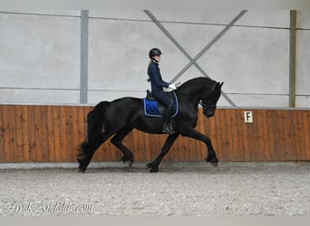 Friesen, Hengst, 4 Jahre, 165 cm, Rappe