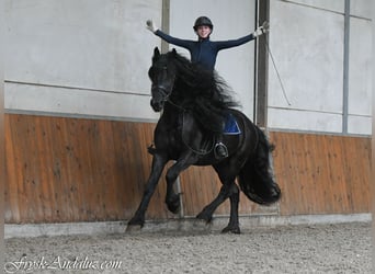 Friesen, Hengst, 4 Jahre, 165 cm, Rappe