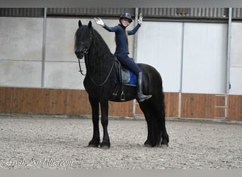 Friesen, Hengst, 4 Jahre, 165 cm, Rappe