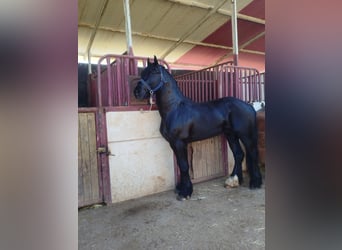 Friesen Mix, Hengst, 4 Jahre, 165 cm, Rappe