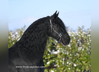 Friesen, Hengst, 4 Jahre, 166 cm, Rappe