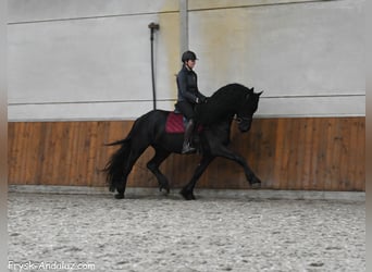 Friesen, Hengst, 4 Jahre, 166 cm, Rappe