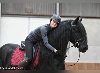 Friesen, Hengst, 4 Jahre, 166 cm, Rappe