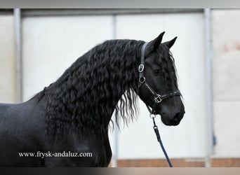 Friesen, Hengst, 4 Jahre, 166 cm, Rappe