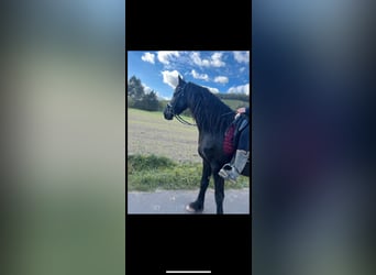 Friesen, Hengst, 4 Jahre, 167 cm, Rappe