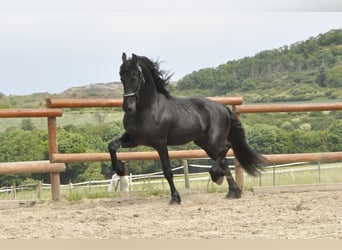 Friesen, Hengst, 4 Jahre, 167 cm, Rappe