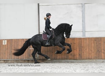 Friesen, Hengst, 4 Jahre, 170 cm, Rappe
