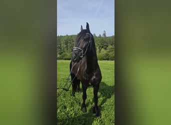 Friesen, Hengst, 4 Jahre, 170 cm, Rappe