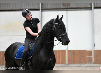 Friesen, Hengst, 4 Jahre, 170 cm, Rappe