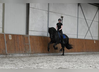 Friesen, Hengst, 4 Jahre, 170 cm, Rappe