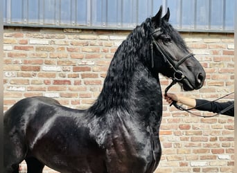 Friesen, Hengst, 4 Jahre, 170 cm, Rappe