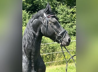 Friesen, Hengst, 4 Jahre, Rappe