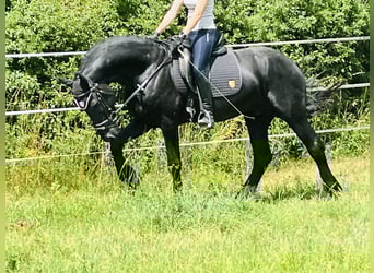Friesen, Hengst, 4 Jahre, Rappe