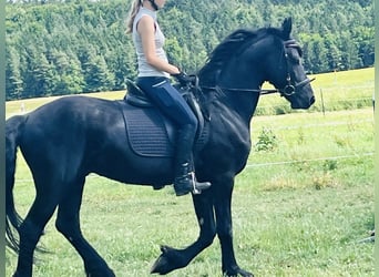Friesen, Hengst, 4 Jahre, Rappe