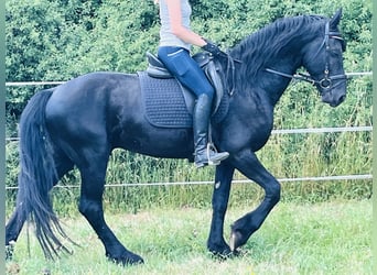 Friesen, Hengst, 4 Jahre, Rappe