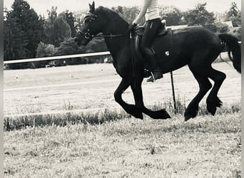 Friesen, Hengst, 4 Jahre, Rappe
