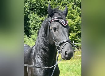 Friesen, Hengst, 4 Jahre, Rappe