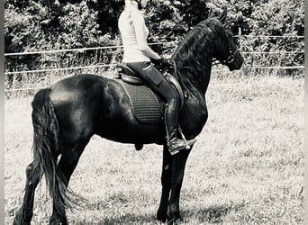 Friesen, Hengst, 4 Jahre, Rappe