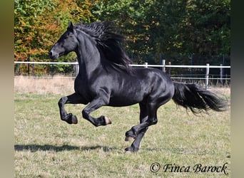 Friesen, Hengst, 5 Jahre, 158 cm, Rappe