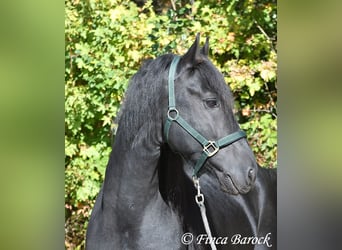 Friesen, Hengst, 5 Jahre, 158 cm, Rappe
