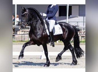 Friesen, Hengst, 5 Jahre, 163 cm, Rappe