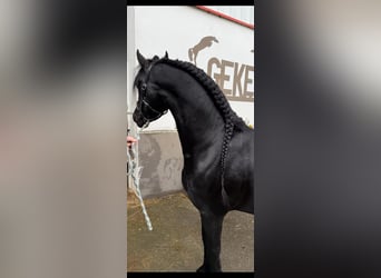 Friesen, Hengst, 5 Jahre, 163 cm, Rappe