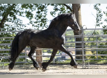 Friesen, Hengst, 5 Jahre, 163 cm, Rappe
