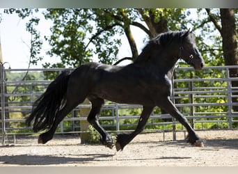 Friesen, Hengst, 5 Jahre, 163 cm, Rappe