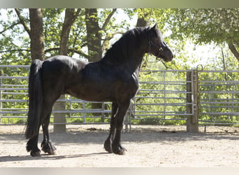 Friesen, Hengst, 5 Jahre, 163 cm, Rappe