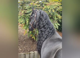 Friesen, Hengst, 5 Jahre, 164 cm, Rappe