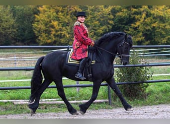 Friesen, Hengst, 5 Jahre, 164 cm, Rappe