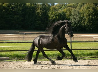 Friesen, Hengst, 5 Jahre, 164 cm, Rappe