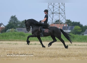 Friesen, Hengst, 5 Jahre, 165 cm, Rappe