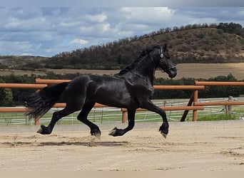 Friesen, Hengst, 5 Jahre, 165 cm, Rappe