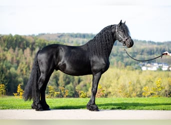 Friesen, Hengst, 5 Jahre, 167 cm, Rappe