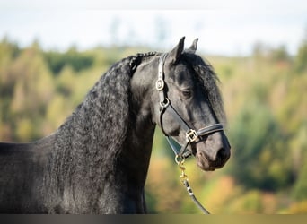Friesen, Hengst, 5 Jahre, 167 cm, Rappe