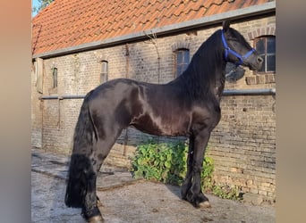 Friesen, Hengst, 5 Jahre, 168 cm