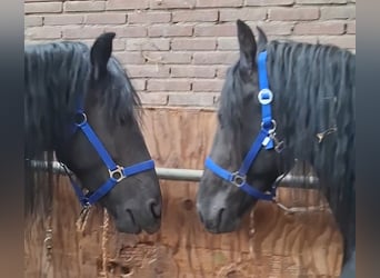 Friesen, Hengst, 5 Jahre, 168 cm
