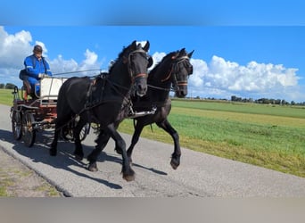 Friesen, Hengst, 5 Jahre, 168 cm