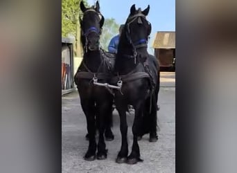 Friesen, Hengst, 5 Jahre, 168 cm
