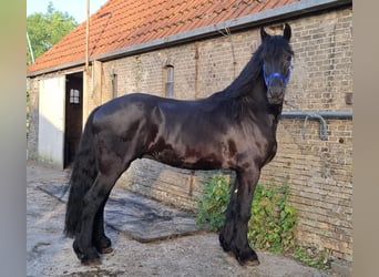 Friesen, Hengst, 5 Jahre, 168 cm