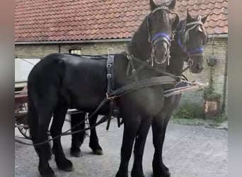 Friesen, Hengst, 5 Jahre, 168 cm
