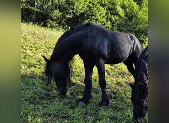 Friesen, Hengst, 5 Jahre, 168 cm, Rappe