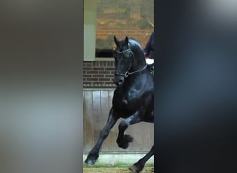 Friesen, Hengst, 5 Jahre, 168 cm, Rappe