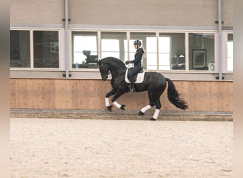 Friesen, Hengst, 5 Jahre, 170 cm, Rappe