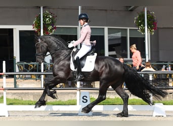 Friesen, Hengst, 5 Jahre, 170 cm, Rappe