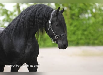 Friesen, Hengst, 5 Jahre, 173 cm, Rappe