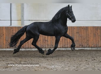 Friesen, Hengst, 5 Jahre, 173 cm, Rappe