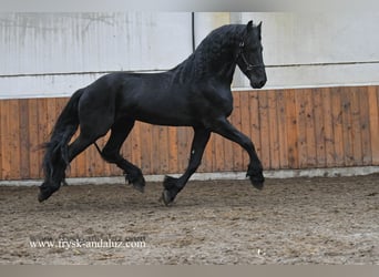 Friesen, Hengst, 5 Jahre, 173 cm, Rappe