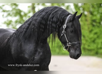 Friesen, Hengst, 5 Jahre, 173 cm, Rappe